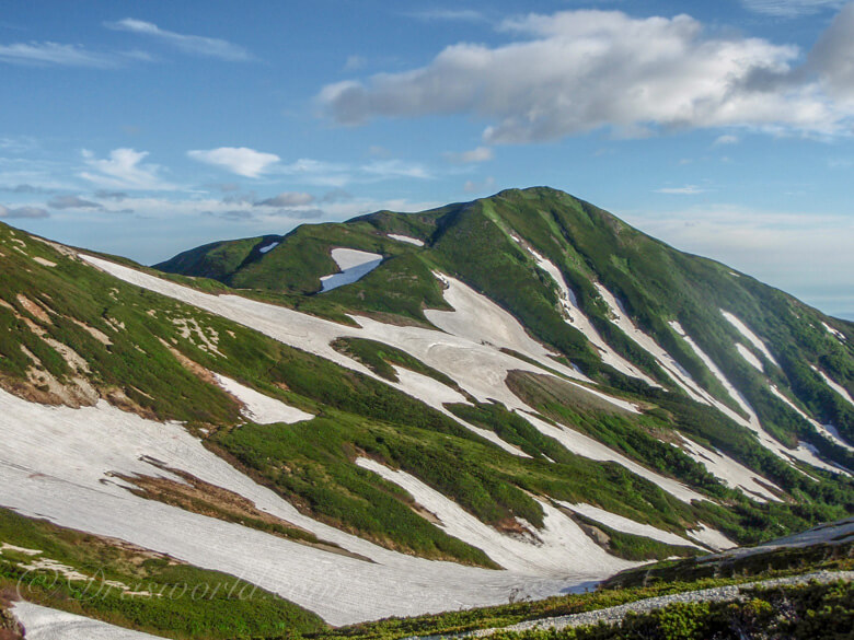 7月の雪倉岳