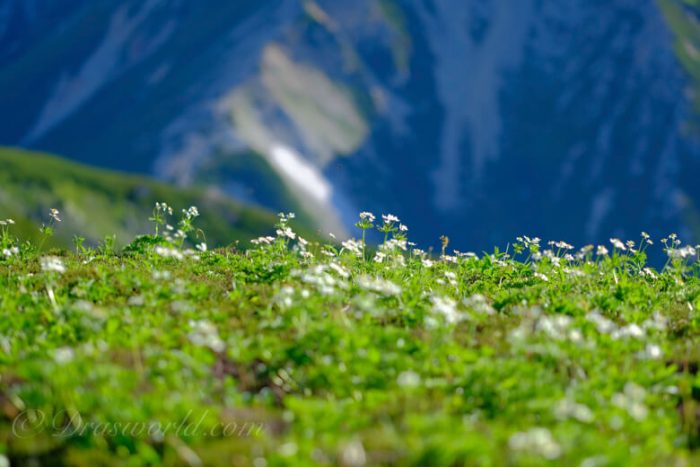 XF90mmで切り取る高山のお花畑
