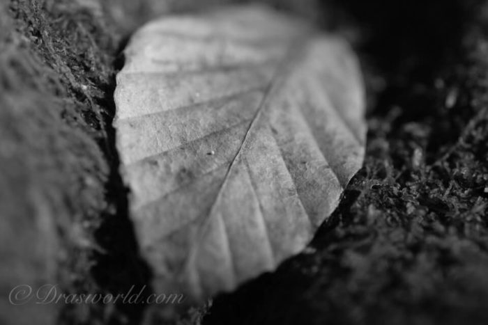 X-T2 + PK/DA-FX + DFA100mm Macro F2.8 アクロス
