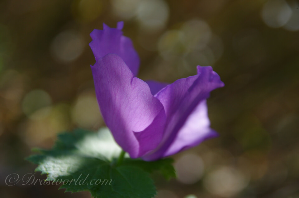 HD PENTAX-DA 16-85mmF3.5-5.6ED DC WRの85mmで撮影