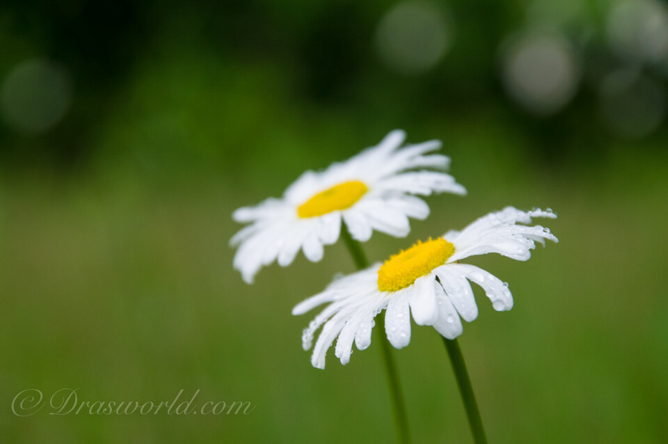 HD PENTAX-DA 16-85mmF3.5-5.6ED DC WRの85mmで撮影